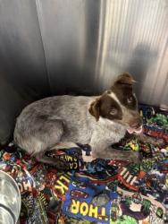 Shelter Stray Female Dog last seen Near Country Aire Drive, City of Round Rock, TX, 1855 SE Inner Loop, Georgetown, TX 78626, USA