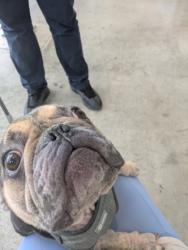 Shelter Stray Female Dog last seen Near Glenfeather Dr, North District, TX, 355 Hillshire Dr, Haslet, TX 76052, USA