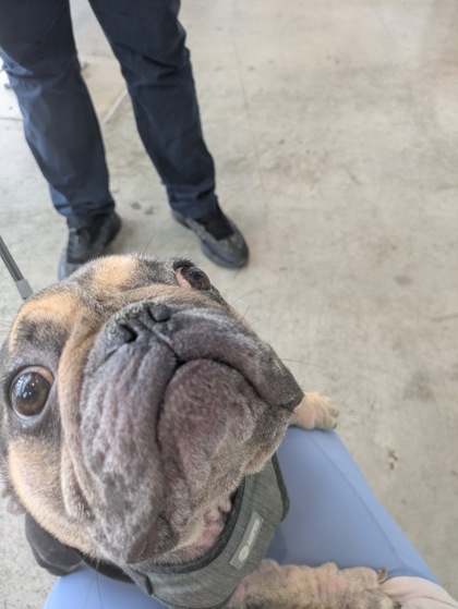 Shelter Stray Female Dog last seen Near Glenfeather Dr, North District, TX, 355 Hillshire Dr, Haslet, TX 76052, USA