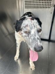 Shelter Stray Male Dog last seen Near LLOYD AVE, East District, TX, 355 Hillshire Dr, Haslet, TX 76052, USA