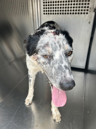 Shelter Stray Male Dog last seen Near LLOYD AVE, East District, TX, 355 Hillshire Dr, Haslet, TX 76052, USA