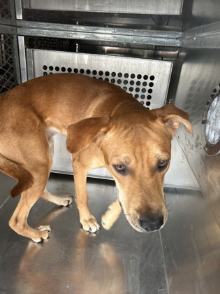 Shelter Stray Male Dog last seen Near PERSHING AVE 267, West District, TX, 355 Hillshire Dr, Haslet, TX 76052, USA