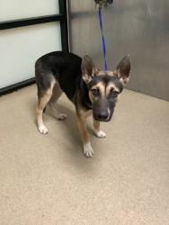 Shelter Stray Female Dog last seen Near Vera Cruz Street, North District, TX, 355 Hillshire Dr, Haslet, TX 76052, USA