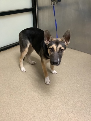 Shelter Stray Female Dog last seen Near Vera Cruz Street, North District, TX, 355 Hillshire Dr, Haslet, TX 76052, USA