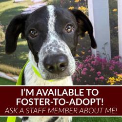 Shelter Stray Male Dog last seen Greens Prairie/ Etonbury Ave, City of College Station, TX, 5359 Leonard Rd, Bryan, TX 77807, USA
