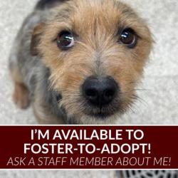 Shelter Stray Male Dog last seen Mize/FM 1179, Brazos County, TX, 5359 Leonard Rd, Bryan, TX 77807, USA