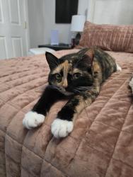 Lost Female Cat last seen Near 7th ave NE Arlington, WA 98223, Arlington, WA 98223