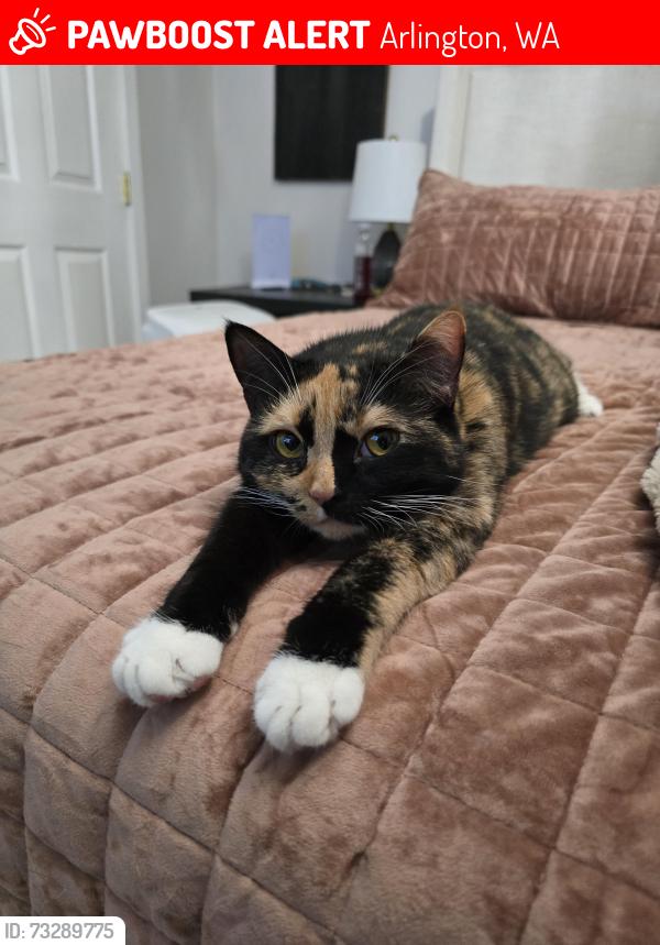 Lost Female Cat last seen Near 7th ave NE Arlington, WA 98223, Arlington, WA 98223