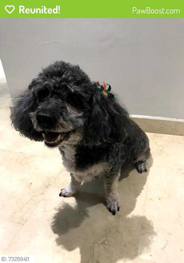 Reunited Female Dog last seen grayfield dr, grayson GA, Grayson, GA 30017