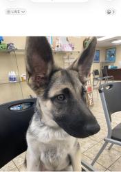 Reunited Female Dog last seen East 14th Street and Guava, Lubbock, TX 79404
