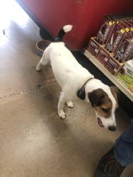 Reunited Unknown Dog last seen White chapel blvd and 114 hwy rd, Southlake, TX 76092