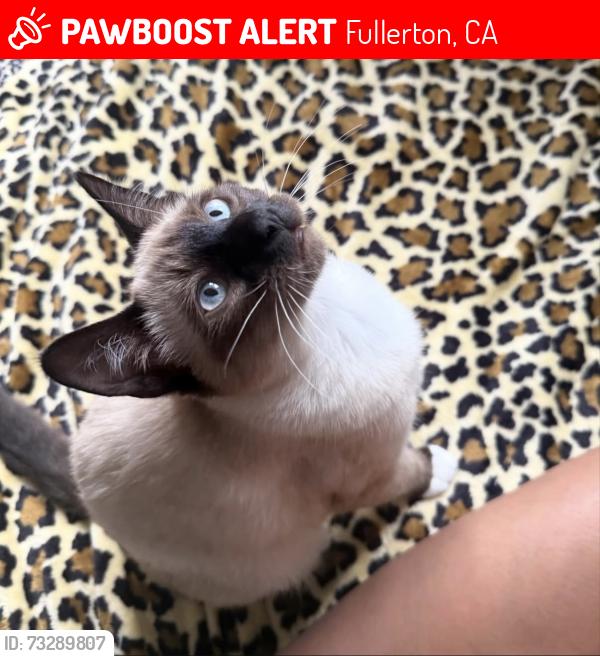 Lost Female Cat last seen magnolia ave and orangethrope ave, Fullerton, CA 92833