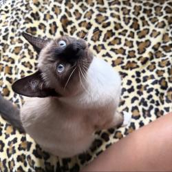 Lost Female Cat last seen magnolia ave and orangethrope ave, Fullerton, CA 92833