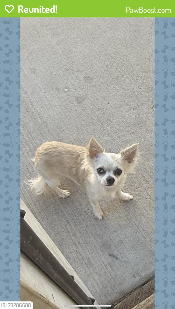 Reunited Female Dog last seen Aspen Glow Lane and sand Creek Dr, Colorado Springs, CO 80916