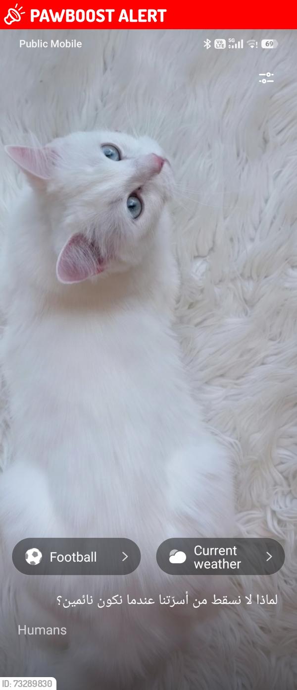 Lost Female Cat last seen Near Glen Erin Mississauga, Mississauga, ON L5N 2C1