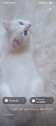 Lost Female Cat last seen Near Glen Erin Mississauga, Mississauga, ON L5N 2C1