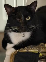Reunited Male Cat last seen Havens Court and Havens Drive near Christ the Servant Catholic Church, Downers Grove, IL 60516