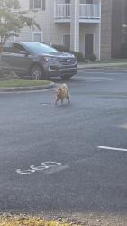 Found/Stray Unknown Dog last seen Autumn View apmts, Fayetteville, NC 28311