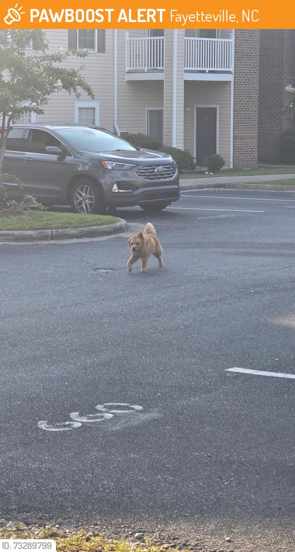 Found/Stray Unknown Dog last seen Autumn View apmts, Fayetteville, NC 28311