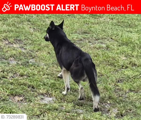 Lost Male Dog last seen Near Quantum Blvd, Boynton Beach, FL 33426