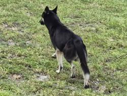 Lost Male Dog last seen Near Quantum Blvd, Boynton Beach, FL 33426