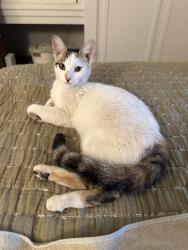 Reunited Female Cat last seen 6th Street & Wilshire Blvd., Santa Monica, CA 90401