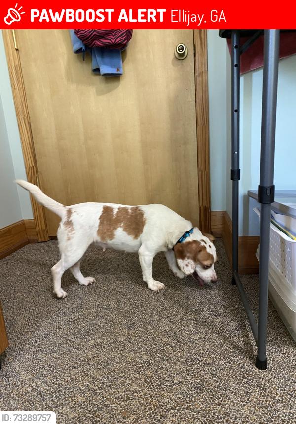 Lost Female Dog last seen Lakeland Drive & Ridgeway church Road Ellijay GA, Ellijay, GA 30540