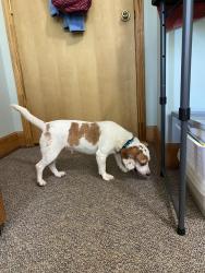 Lost Female Dog last seen Lakeland Drive & Ridgeway church Road Ellijay GA, Ellijay, GA 30540