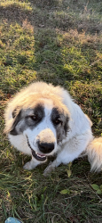 Lost Female Dog last seen Reid Road, Granite Falls, NC 28630