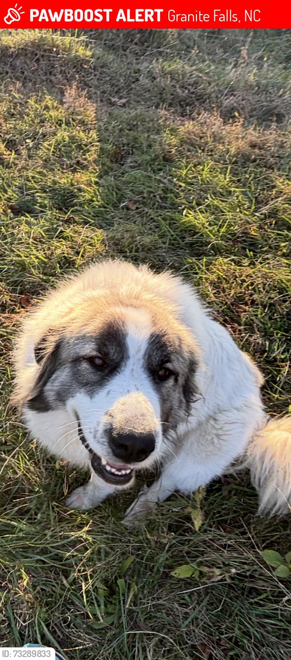 Lost Female Dog last seen Reid Road, Granite Falls, NC 28630
