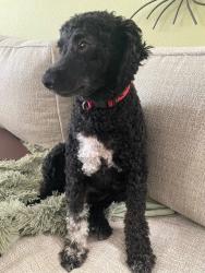 Reunited Male Dog last seen Haitian Dr Clearwter 33763, Clearwater, FL 33763