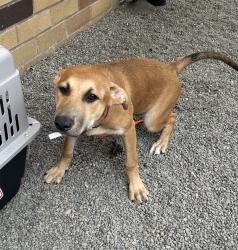Shelter Stray Male Dog last seen SE 106th av and SE Cherry Blossom, OR, 1700 W Historic Columbia River Hwy, Troutdale, OR 97060, USA