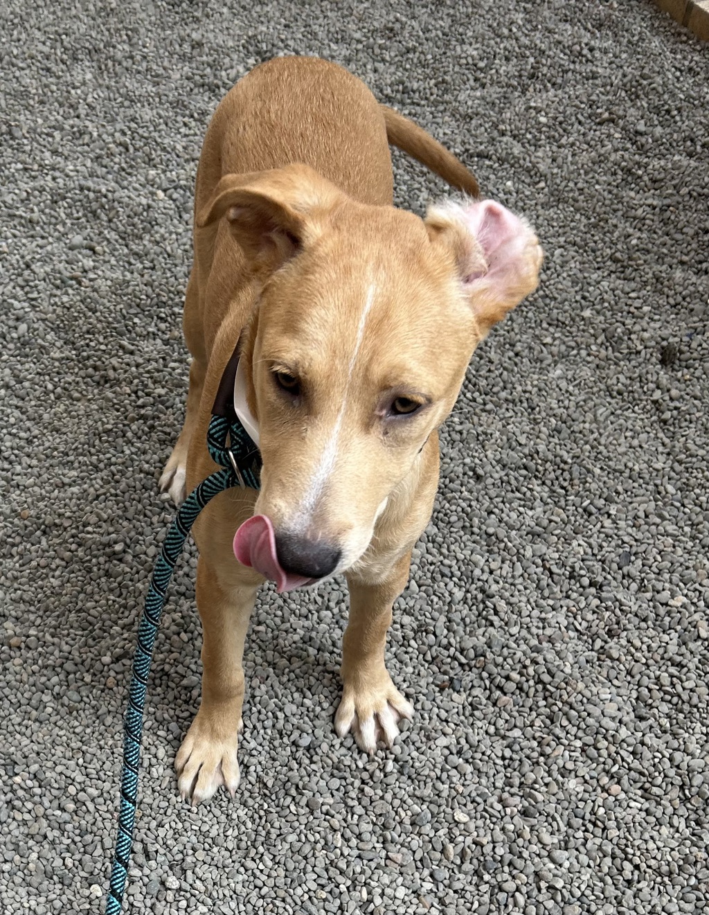 Shelter Stray Male Dog last seen SE 106th av and SE Cherry Blossom, OR, 1700 W Historic Columbia River Hwy, Troutdale, OR 97060, USA