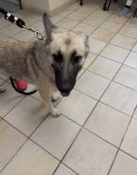 Shelter Stray Female Dog last seen Shadowlawn VB, VIRGINIA BEACH, VA, 23451, 341 S Birdneck Rd, Virginia Beach, VA 23451, USA
