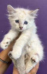 Shelter Stray Female Cat last seen Near N Canyon Road, SALT LAKE CITY, UT, 84103, 511 W 3900 S, Salt Lake City, UT 84123, USA