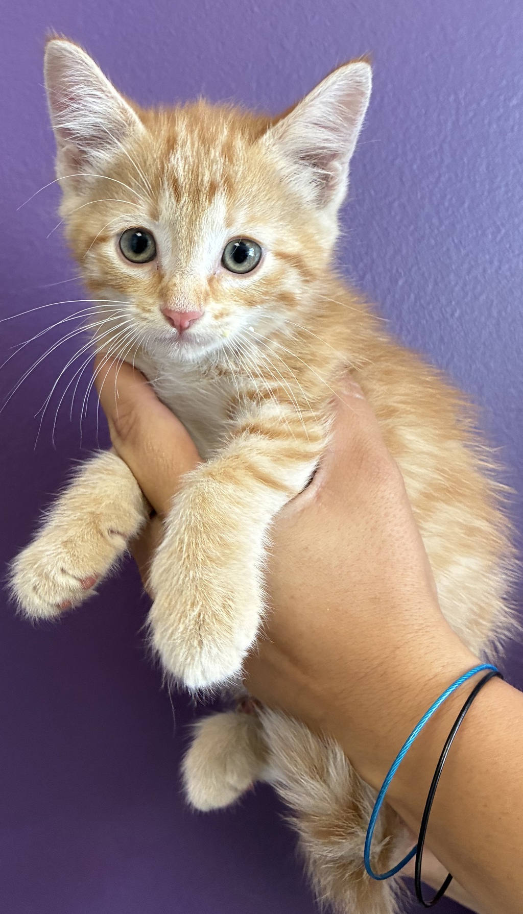 Shelter Stray Female Cat last seen Near N Canyon Road, SALT LAKE CITY, UT, 84103, 511 W 3900 S, Salt Lake City, UT 84123, USA