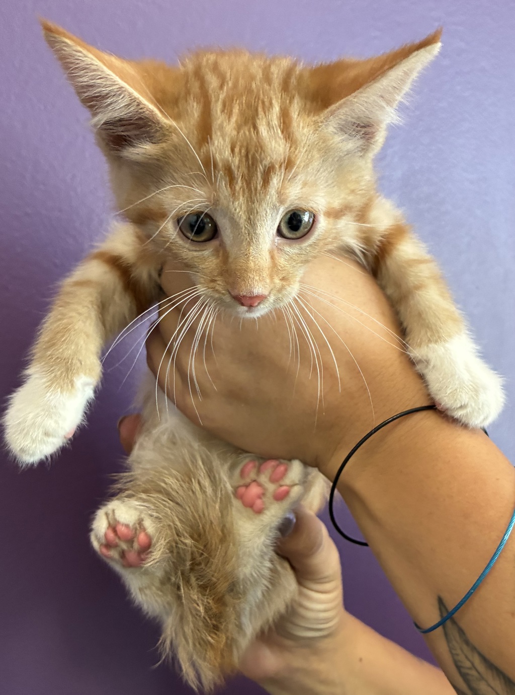 Shelter Stray Male Cat last seen Near N Canyon Road, SALT LAKE CITY, UT, 84103, 511 W 3900 S, Salt Lake City, UT 84123, USA