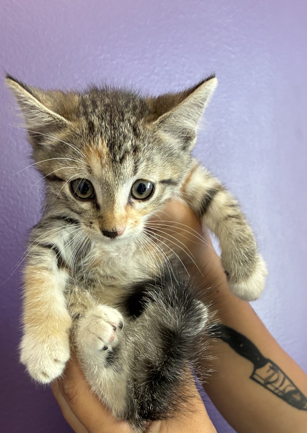 Shelter Stray Female Cat last seen Near N Canyon Road, SALT LAKE CITY, UT, 84103, 511 W 3900 S, Salt Lake City, UT 84123, USA