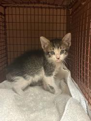 Shelter Stray Male Cat last seen Near Johnny Morris Road, AUSTIN, TX, 78724, 7201 Levander Loop bldg a, Austin, TX 78702, USA