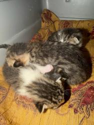 Shelter Stray Unknown Cat last seen patio no momma cat, AUSTIN, TX, 78738, 7201 Levander Loop bldg a, Austin, TX 78702, USA