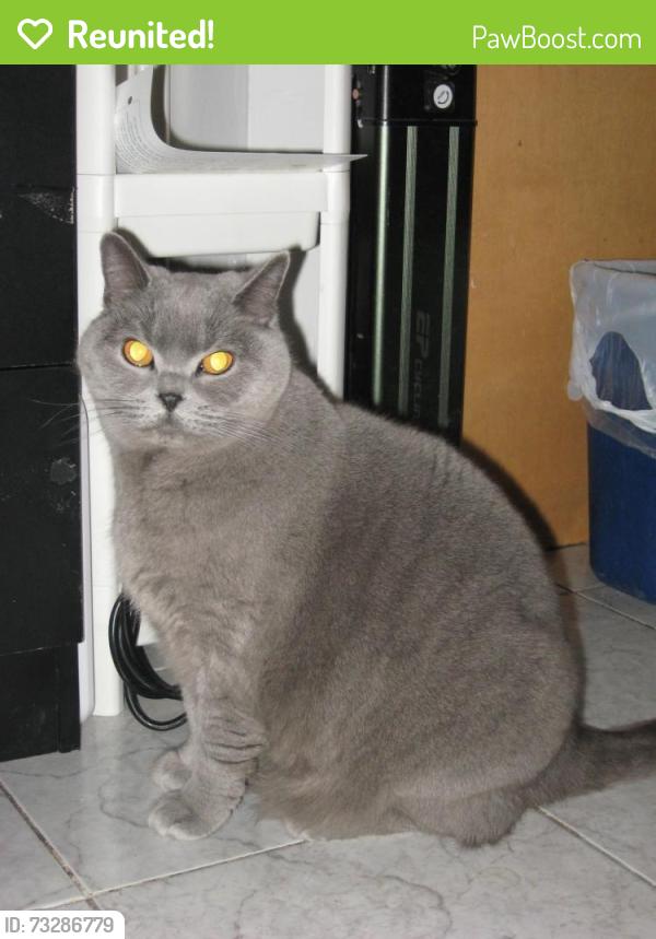 Reunited Female Cat last seen Near 68st cross streets, Brooklyn, NY 11204