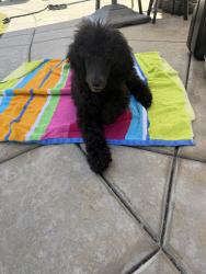 Found/Stray Male Dog last seen Oakbranch & Pegaso St, Encinitas CA, Encinitas, CA 92024