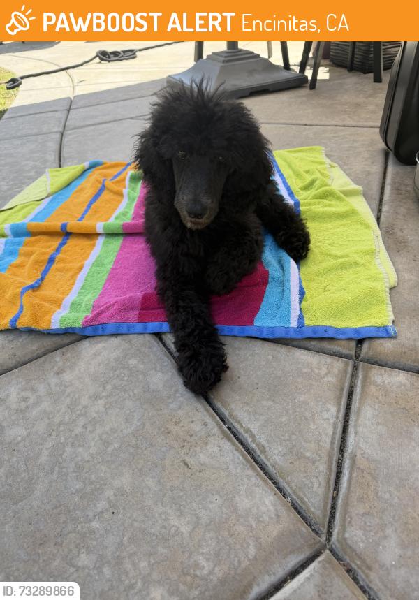 Found/Stray Male Dog last seen Oakbranch & Pegaso St, Encinitas CA, Encinitas, CA 92024