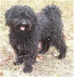 Lost Male Dog last seen Park Ave & 86th St, Tacoma, WA 98444