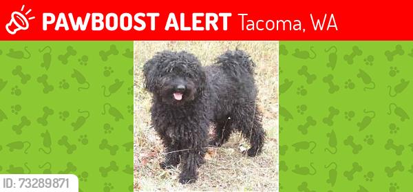 Lost Male Dog last seen Park Ave & 86th St, Tacoma, WA 98444