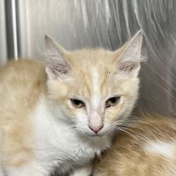 Shelter Stray Male Cat last seen , 4575 E Mesquite Ave, Palm Springs, CA 92264, USA
