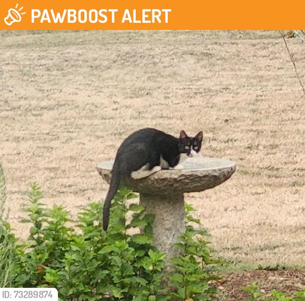 Found/Stray Female Cat last seen Divers and Coupland, Clackamas County, OR 97023