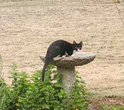 Found/Stray Female Cat last seen Divers and Coupland, Clackamas County, OR 97023