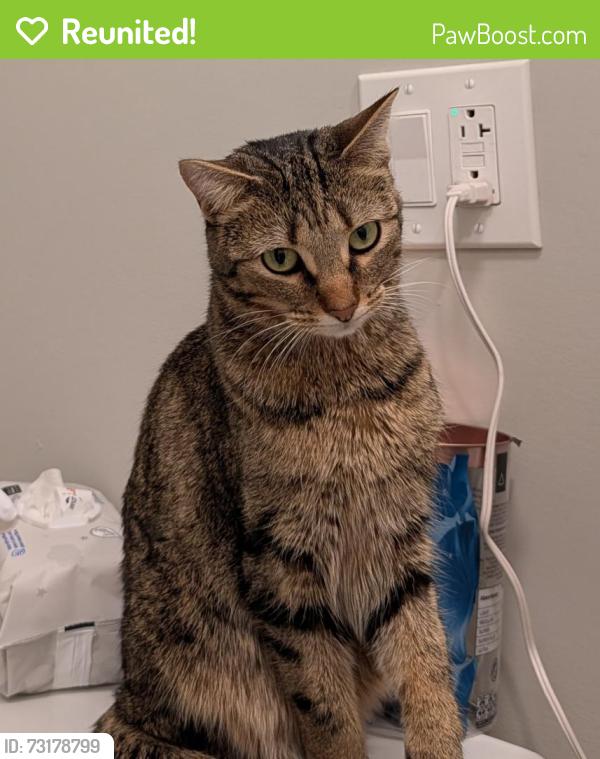 Reunited Female Cat last seen Mozart Park, Chicago, IL 60647