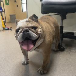 Shelter Stray Female Dog last seen , 361 S Raymond Ave, Pasadena, CA 91105, USA